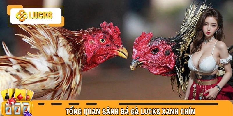 Tổng quan sảnh đá gà LUCK8 xanh chín